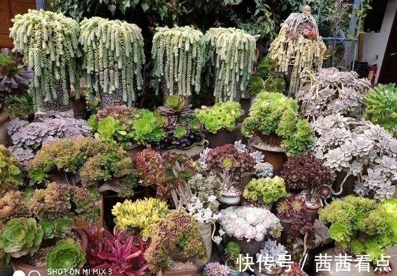 张大姐养多肉, 连屋顶也不放过, 8年种了3万棵!