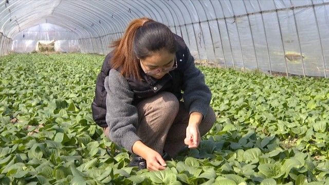 万诚业：奔跑在田间地头，为社区矫正对象解决农技烦恼！|“先锋助矫”党员志愿者在行动 | 矫正