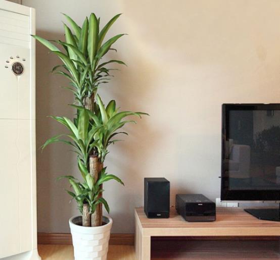 生活环境|农历十一月大雪过后,养什么花?家里养3种花,健康营养又好吃