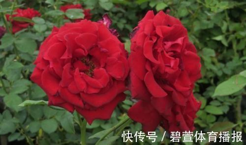 家里养花,就选“精品玫瑰”读书台玫瑰,绚丽多姿,高雅大气