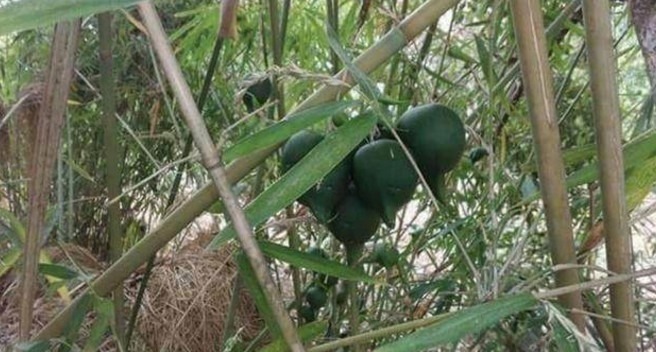 这植物50年结一次果实，一生只开一次花，很少人见过