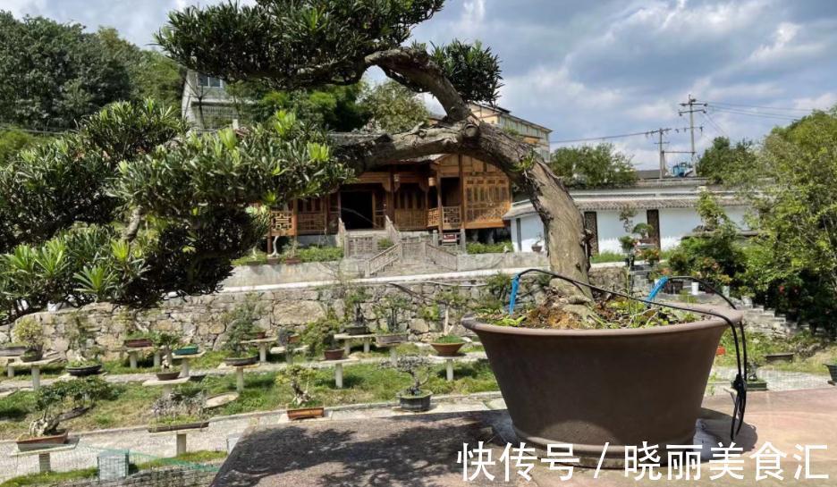 家庭盆景:镇宅又招财的罗汉松,日常打理该多注意这4点