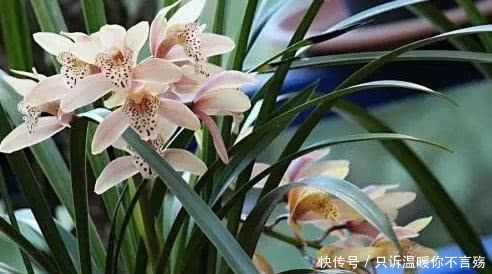 夏季|兰花出现这种情况要注意,赶紧换个盆,否则最后就会给你剩个“空盆”