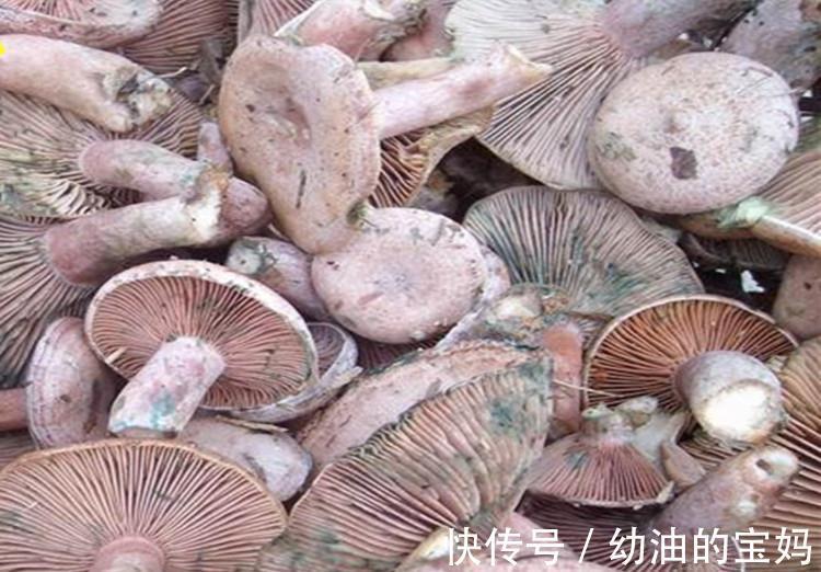 野葱|农村老家常见的15种“不知名”野菜,用对都是宝!你都吃过吗?