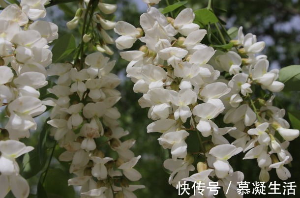 吃法|68种野菜图片，教你认识不同的野菜和吃法，你想要的野菜这里都有