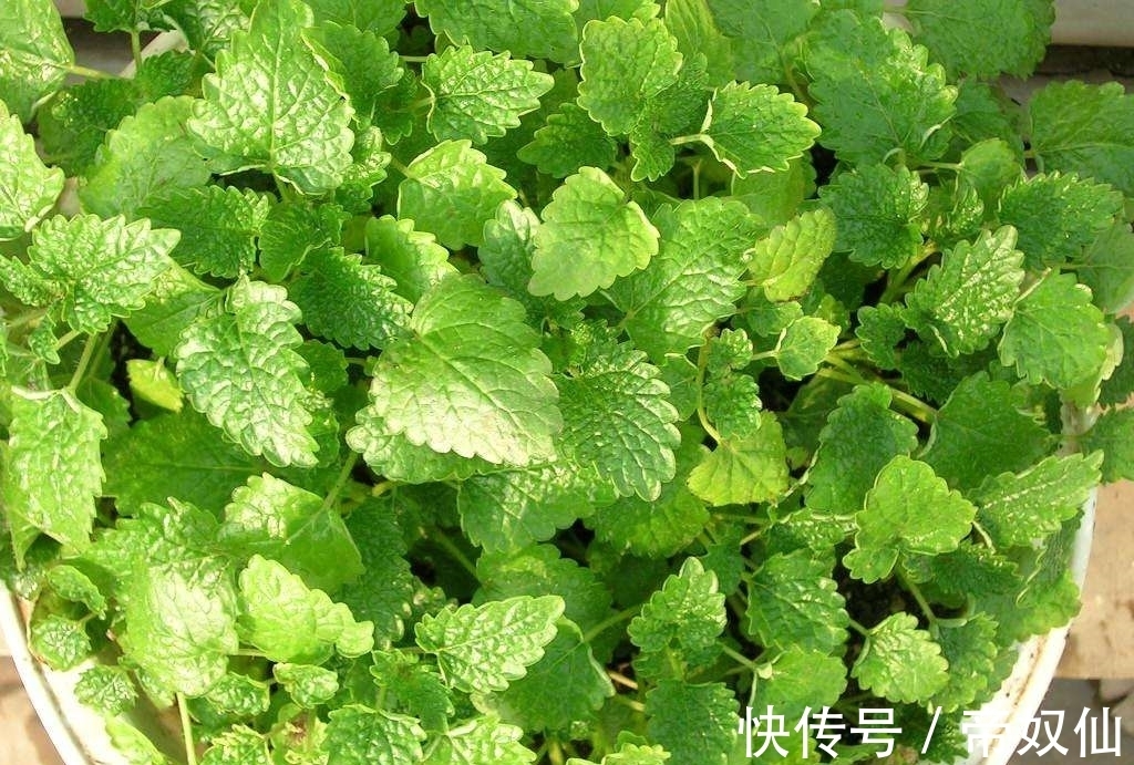 空气净化器|天然的空气净化器,小小的一颗植物,还能散发浓郁的清香