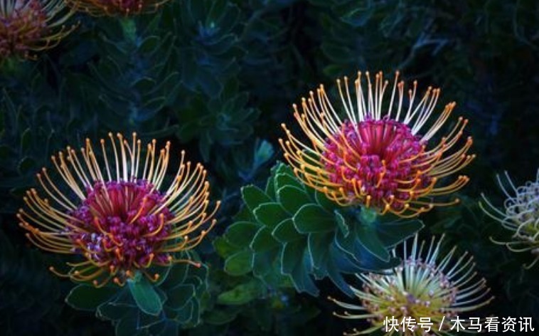 鲜花|此花被誉为花中之王,是一种花开不败的鲜花!寓意着顽强的生命力