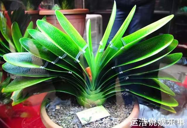 君子兰一直长不好,跟“换盆”有关系,很多人都做错了