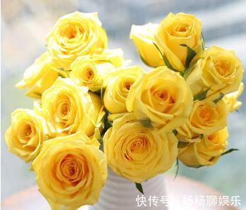 美人|喜欢菊花，就养盆“玫瑰精品”可爱多，似美人偏偏，娇艳高贵