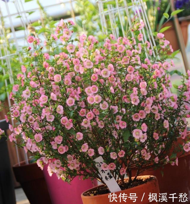 最好养、最能开花的盆栽之一,花开美丽,耐寒好养,南北都适合种!