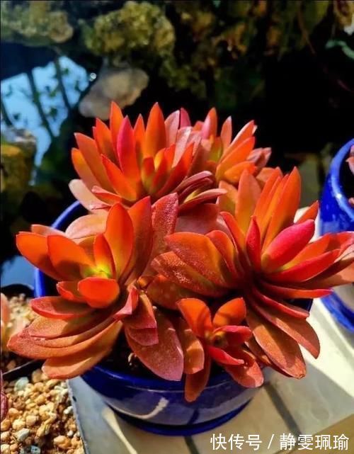 多肉|买一盆几百块甚至上千块的多肉老桩是一种怎样的体验?