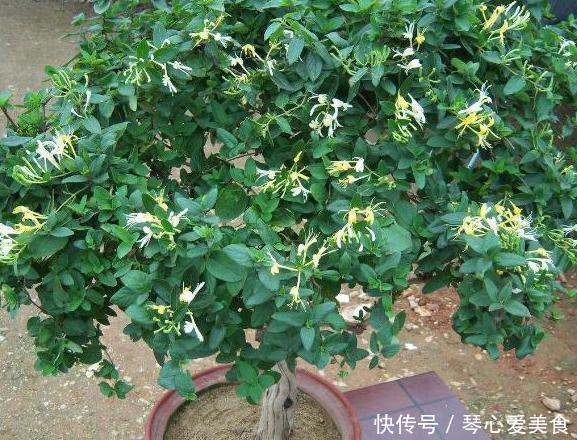 治病|喜欢盆栽这3款植物就赚大了，既能观赏又能治病，堪称天然药箱