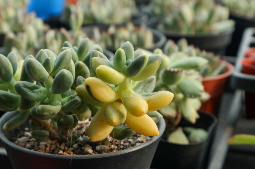 多肉植物|多肉别再扦插了,用这方法简单又高效,一盆变多盆!