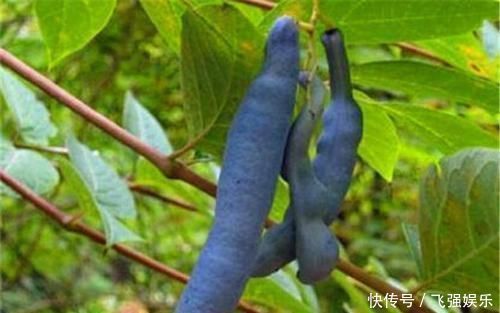 农村这其貌不扬的野果,味道香甜,根可以拿来洗澡,种子能榨油