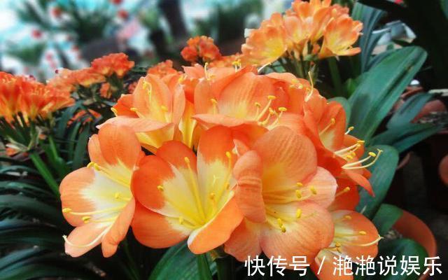 新芽|8月给君子兰换盆要谨慎,“3个方面”要留意,天冷猛开花,长新叶