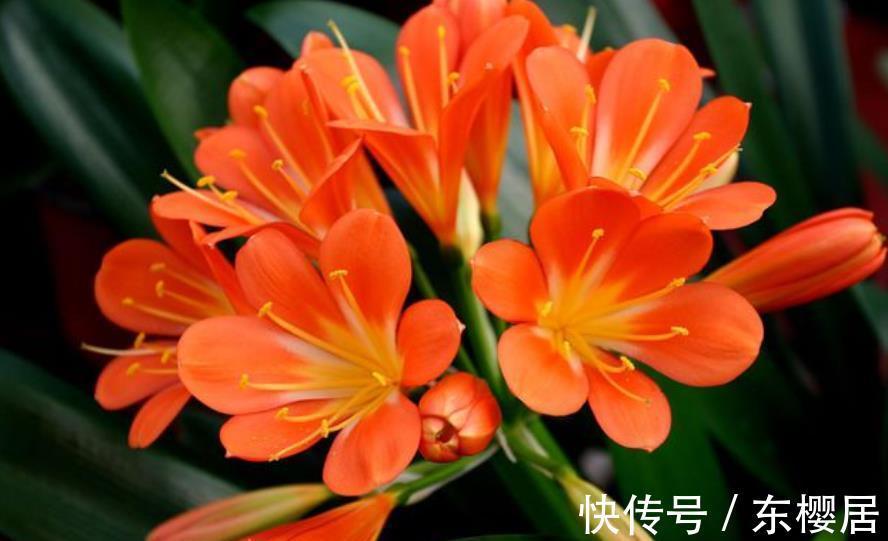 美极了|10种漂亮的年宵花,秋天养一盆正当时,绽放整个冬天,你养过几种