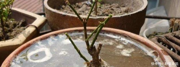 茉莉花刚萌芽,做好这些事,株型变漂亮,新芽出的多,开花一整年