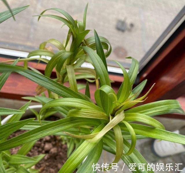 农历10月初6立冬后,养什么花?以下3种花,鸟语花香吉祥如意