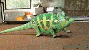 |搞笑GIF:嫂子你听我解释 事情不是你想象的那样