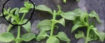 最好养的4种花,掐根枝条就能活,你养不活的话只能说你不会养