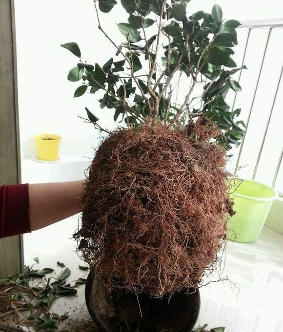 养“茶花盆栽”，“长势”瘦弱不饱满，做好5个方面，枝多花也多