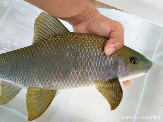 钓鱼人|新手钓获“巨型麦穗鱼”,价值百元一斤,确定不是十年鱼后笑纳了