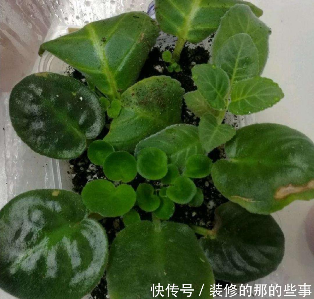 不用|这5种常见的花,不用枝条也能扦插,叶片插土里就能生根