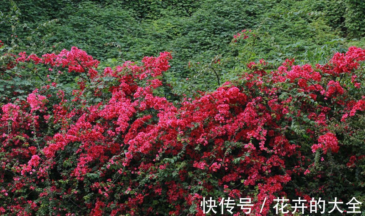 板结|八月养三角梅,勤做4件事,再次开成大花球