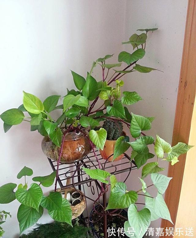 漂亮|厨房吃不完的5种菜，种“花盆里”，变盆景开花美，能吃好几茬