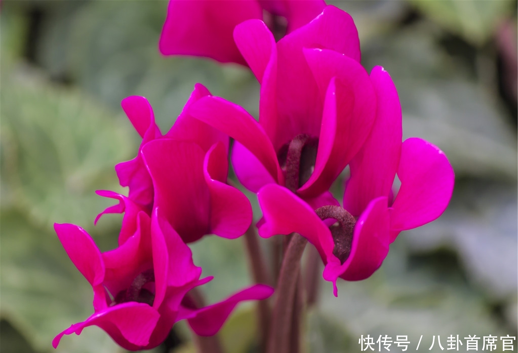 种花|5种花夏天要养在北阳台,否则成为“夏必死”,黄叶又落叶