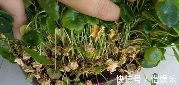 花花|铜钱草黄叶先别扔，取出来重新栽，没有土照样生根窜芽！