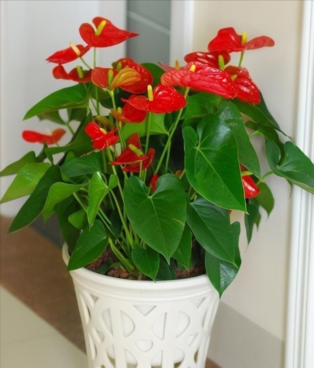 红掌这样养，花开巴掌大，油亮像打蜡，一片叶子一朵花