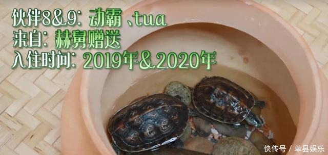 陈赫|《向往的生活》小H开发布会,细数蘑菇屋的小可爱,你还记得几个