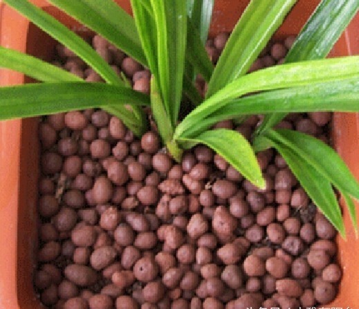 盆土|花盆里放一个小玩意,盆土常年透气不板结,盆栽长得壮开花多