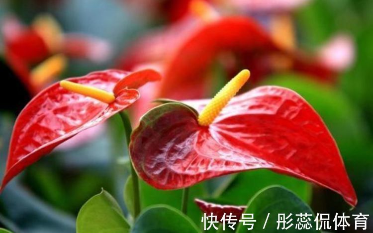 沙漠玫瑰沙漠玫瑰|从5月9日开始，养花养个耐看的，枝头窜满花苞，美成小花园