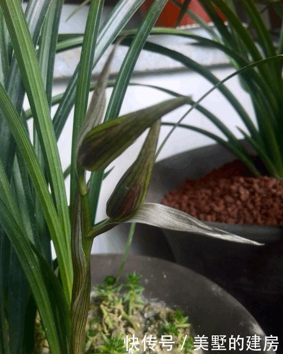 兰花烂根,动个“小手术”,兰花就能起死回生了!