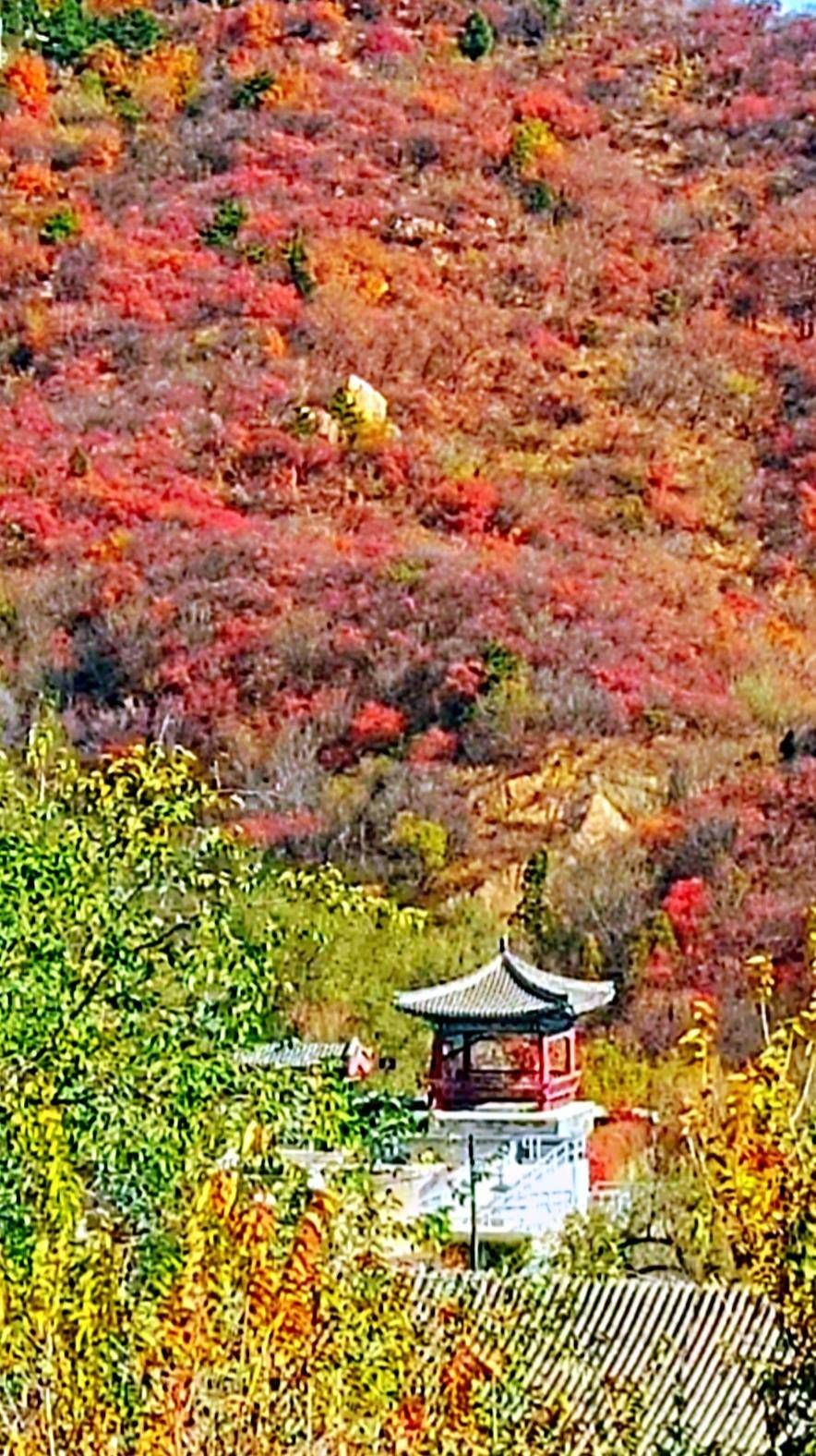 万里长城|巍巍长城亘山川，枫叶流丹，万山红遍，层林尽染，景色万千