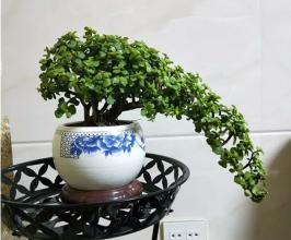 养此3种花卉，30天“掐个头”，一年长成“老桩”，好看好养