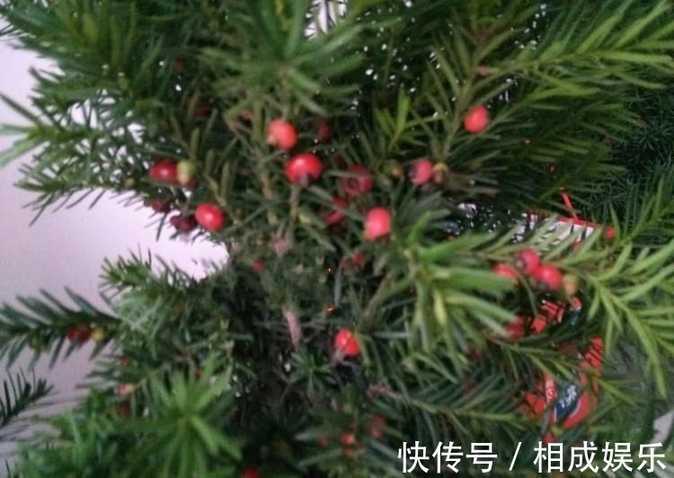 发财树|怪不得老公把发财树扔了，现阳台流行种此花卉，香飘满屋更迷人