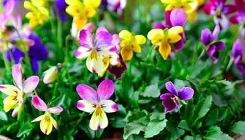 院落|家有庭院就养4种花,花期长,简单易成活,惊艳如花球,美翻了