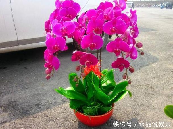 秋冬时节想赏花,就在家养盆蝴蝶兰,3点技巧让它突突冒花