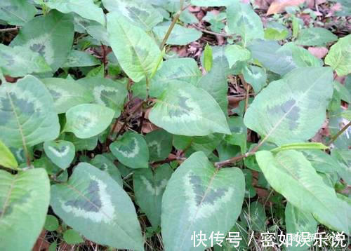 解馋|曾经农村娃摘来解馋，形似木炭却用处大，遇到这种野草请多珍惜