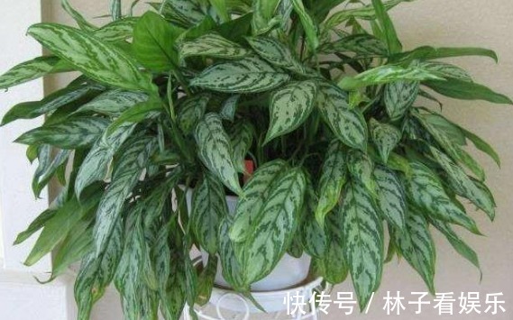 一叶兰|这三种“甲醛净化器” ,客厅养几盆,家里越来越干净