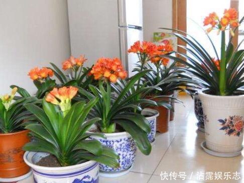 剑叶石蒜|君子兰是“懒汉”，要懒养，不黄叶不烂根，年年开花多，美呆了