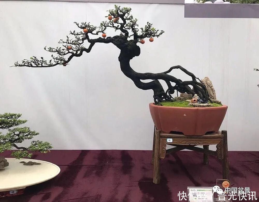 这两种盆景能当传家宝,被爱好者当“心头肉”