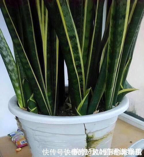 豆饼肥|虎皮兰施什么肥2种东西丢盆里,一年不用施肥,叶厚油绿新芽多