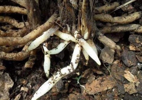 柳树|什么生根粉、维生素,都不如“1块它”,扔盆里,根壮叶绿花爆盆