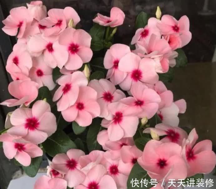 正月二十九，家里养上这4种花，清新空气，家家必备！