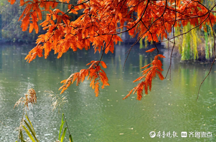 红红水杉好靓眼！初冬济南大明湖五彩斑斓，不要错过哦|情报站| 济南