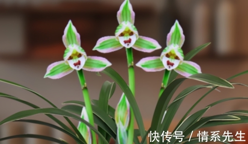 一花双色非常罕见,花香清新,叶带金边,花姿高雅大方,让人沉迷